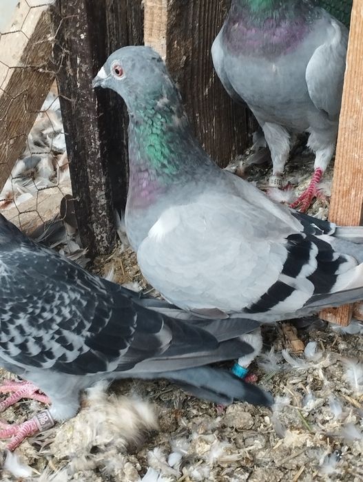 Vând    poștași voiajori