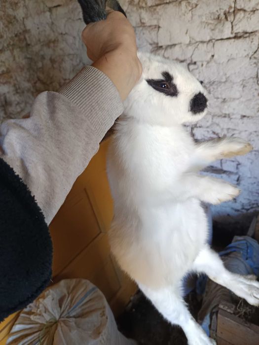 Iepuroaica Uriașul belgian