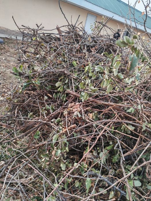 Жүзім бұтақтары, ветки винограда