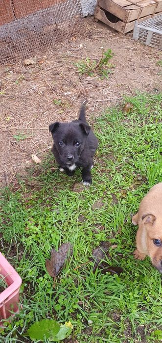 Подарявам! Малки кученца