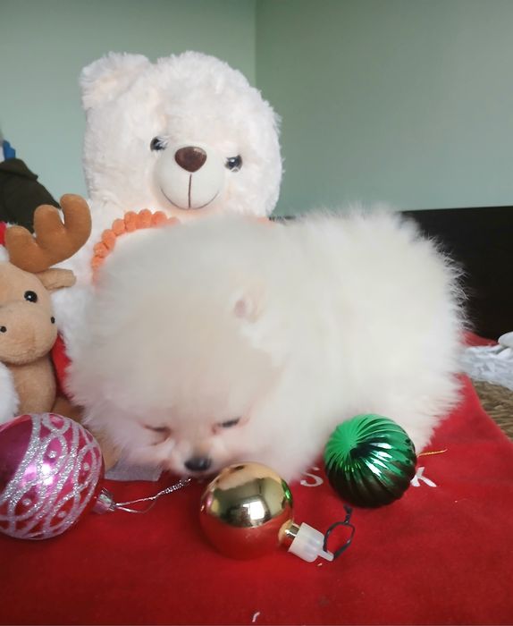 Померан-мини момиче