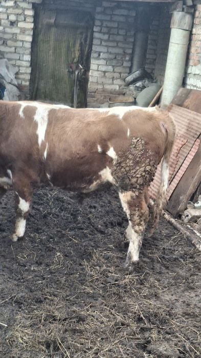 Продам бычка возраст 1год 4мес.