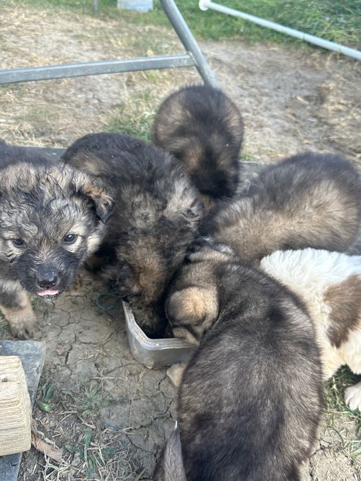 Donez cățeluși de talie mică de curte