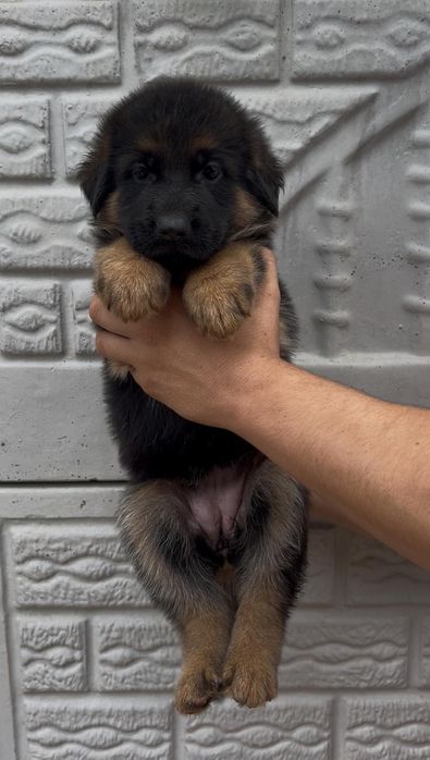 Pui Ciobanesc German