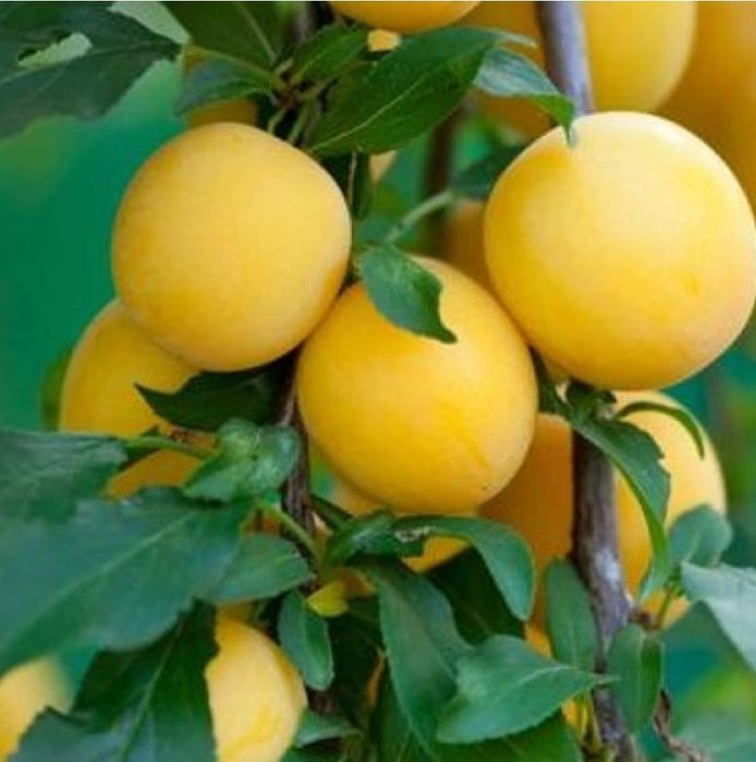 Pomi fructiferi gama  deosebiți [ rari ] soiuri  de prun