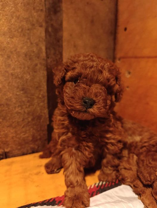 Той пудел (teacup)