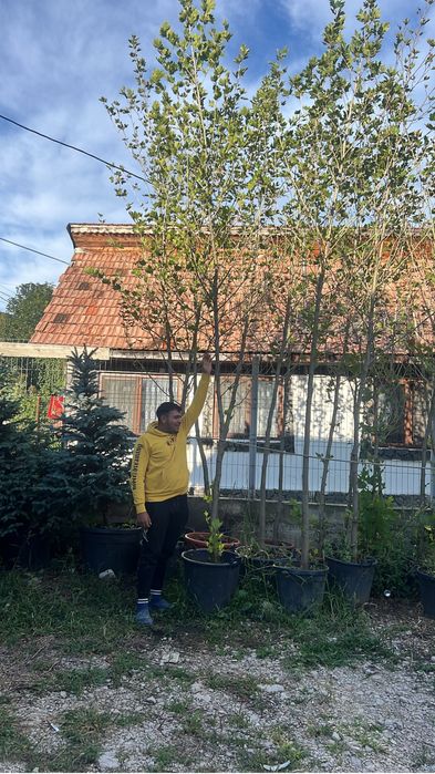 Mesteacan alb catalpa glob tei frasin oriunde in tara
