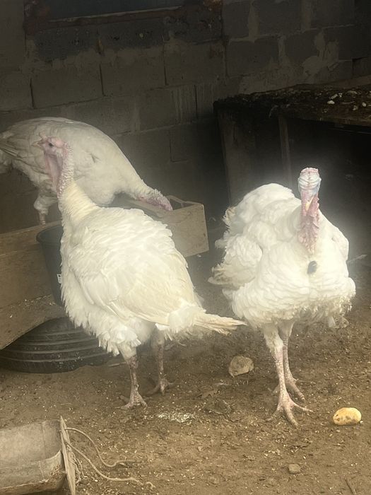 Curci de vânzare crescute natural