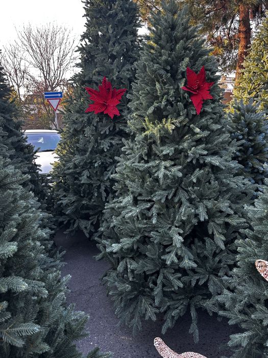 Ёлки ветки и гирлянди