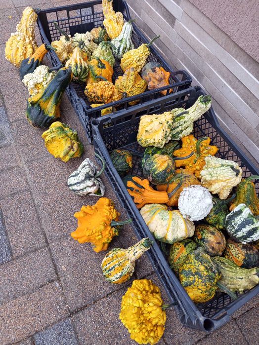 Dovleac halloween si decor