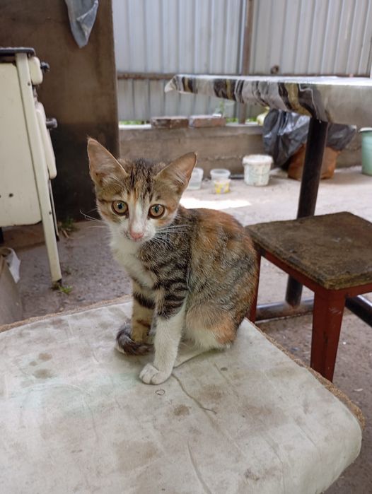 Котенок в добрые руки