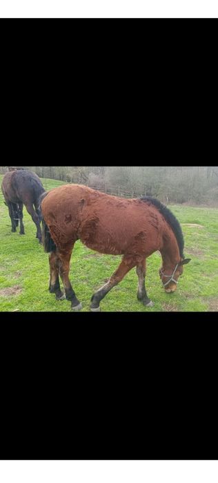 Vând cai rasa comuna talie medie