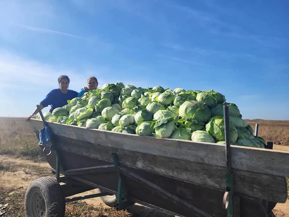 Varza românească
