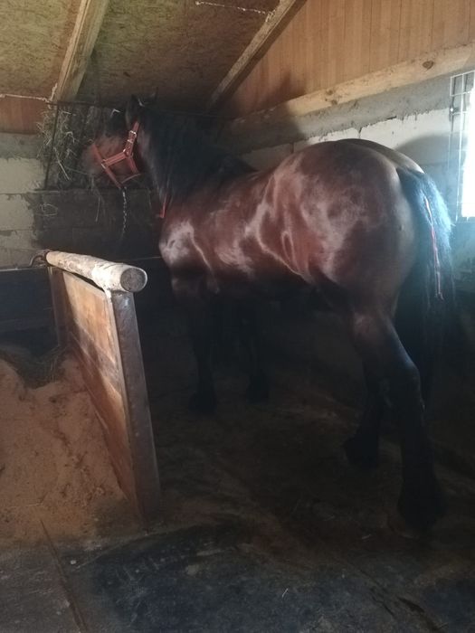 Vând mânz de 2 ani jumate