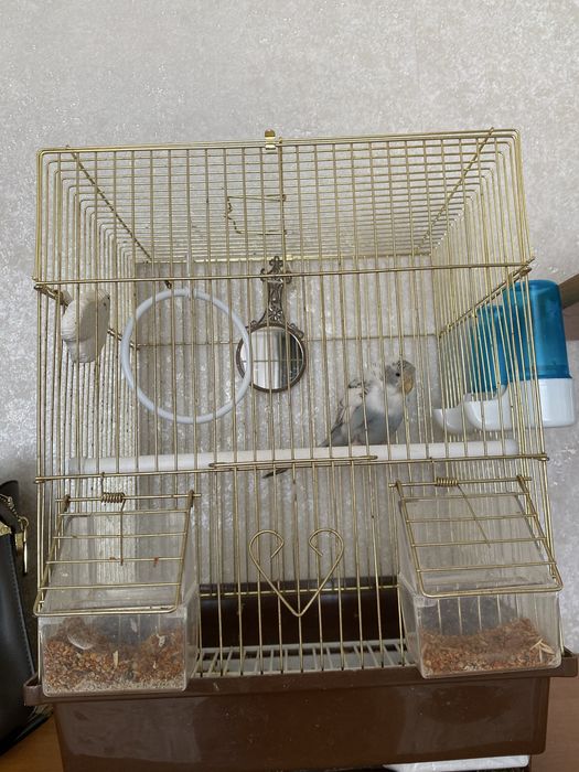 Продам попугай в хорошие руки