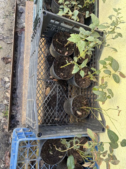 Vand plante de afini si aronie