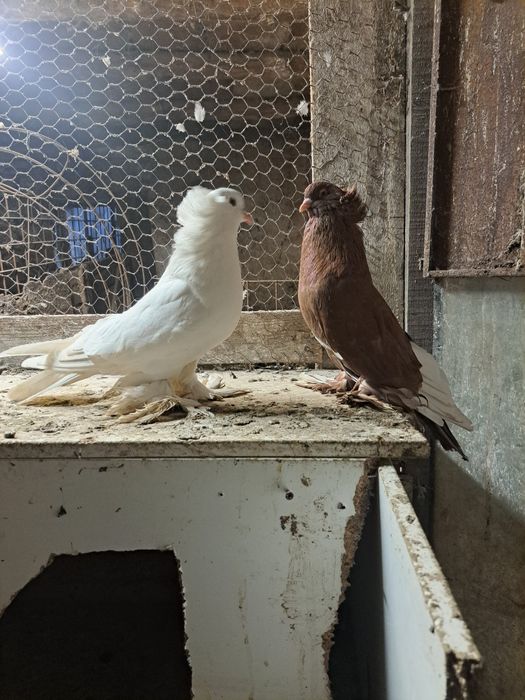 Vând porumbei uriași maghiari