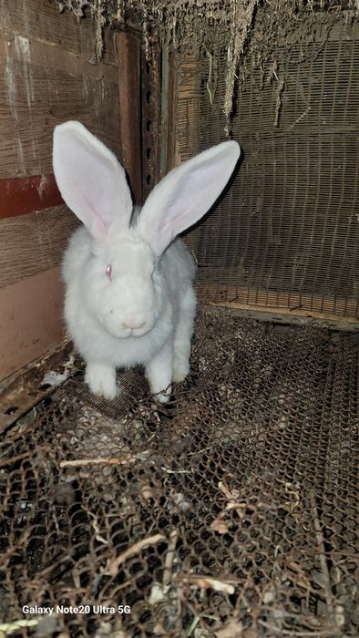 Russkiy velikan sames sotiladi!