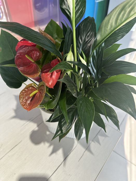 Комнатные растения -как естественный фильтр воздуха