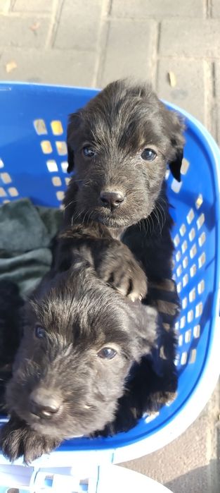 Продаются щенки породы русский охотничий спаниель