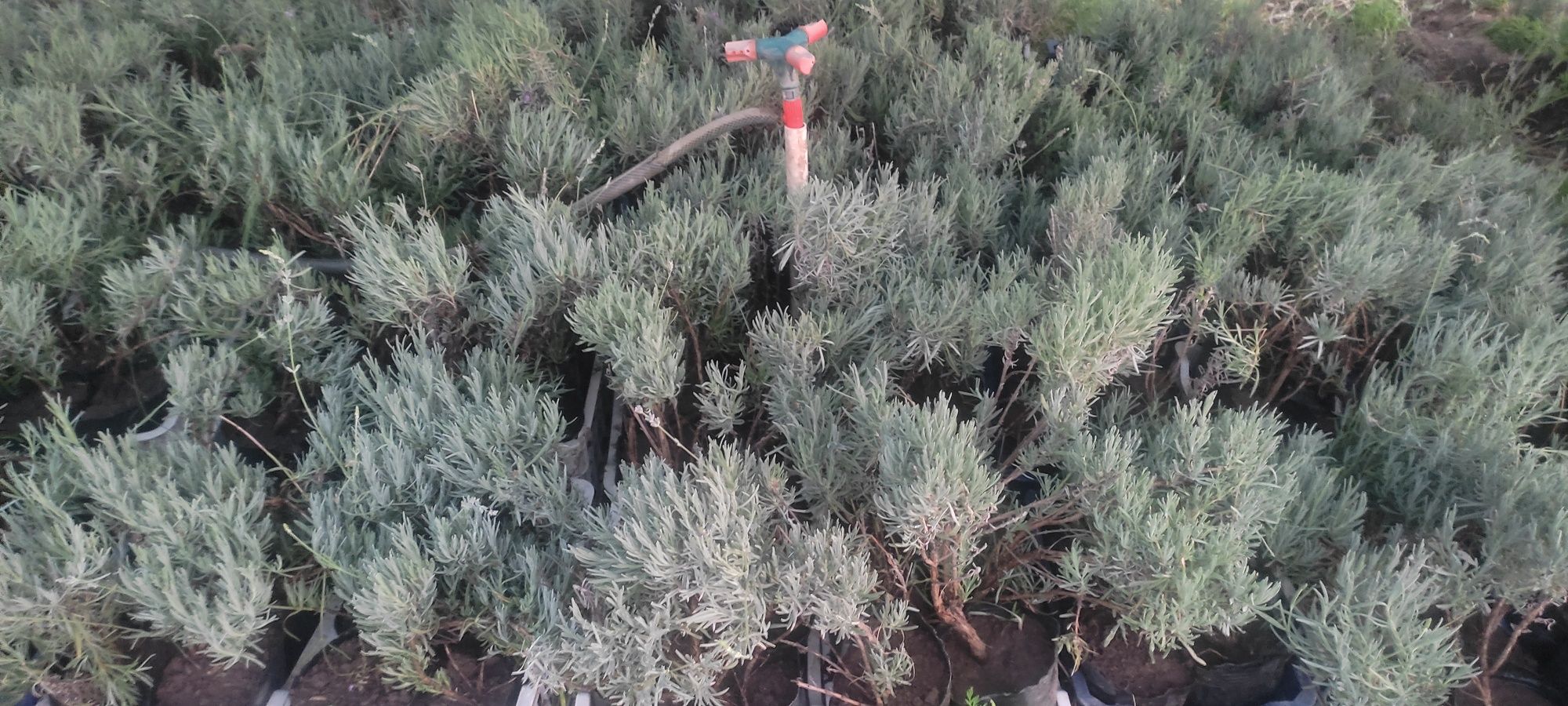 Lavanda angustifolia Лаванда