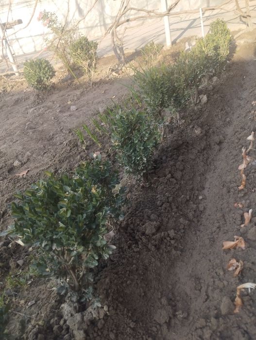 Shamshod koʻchat sotiladi