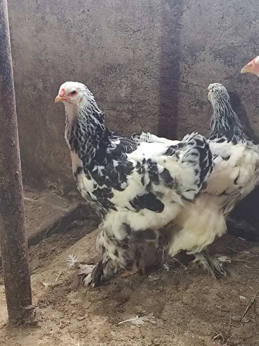 Продавам кокошки брама