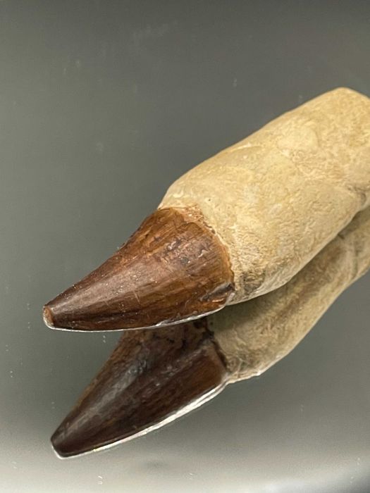 Зъб от Мозазавър с корен (100 мм) – Премиум фосил в рамка