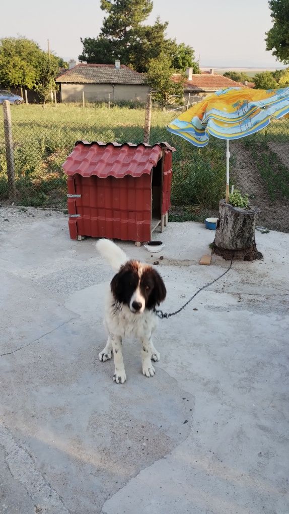 Каракачанска овчарка