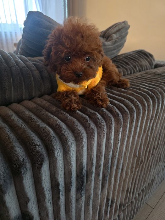 Резервирано!Той пудел/Toy poodle всички ваксини плюс ваксина за бяс