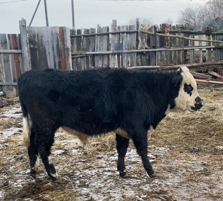 Продам потсос  на маясо