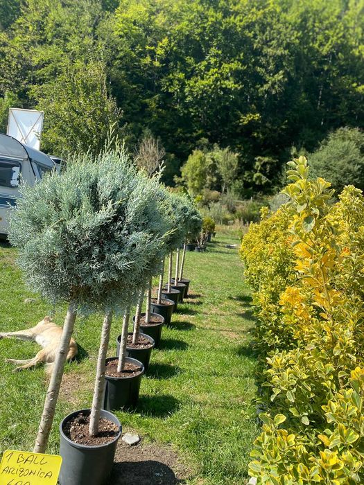 Plante ornamentale unice ce transformă orice spațiu natural