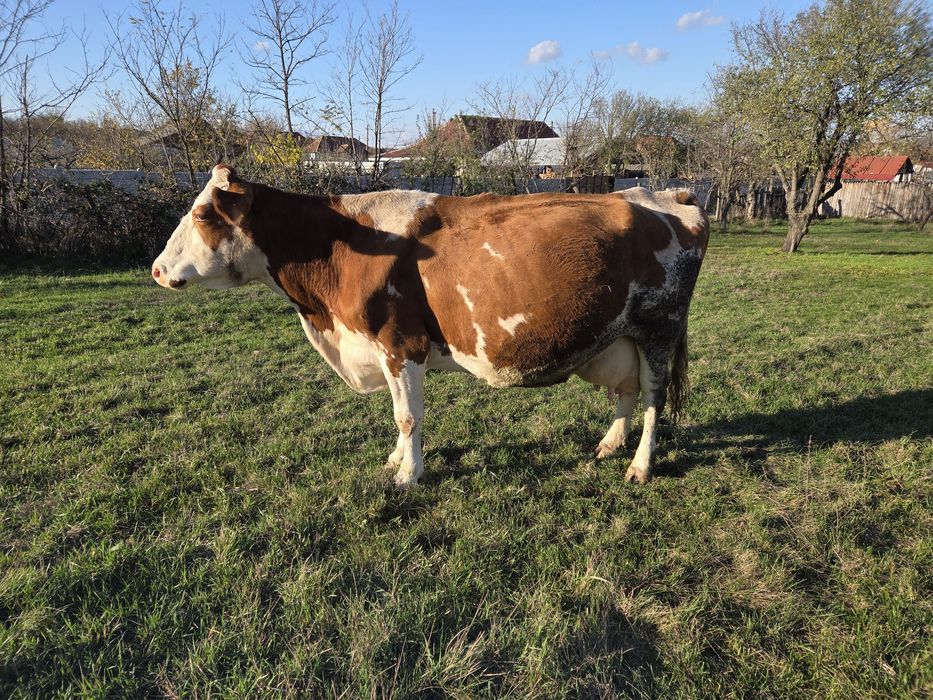 Vând vacă Bălțată Românească gestantă.