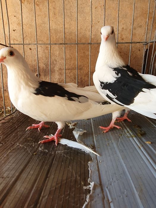 Vând porumbei jucatori