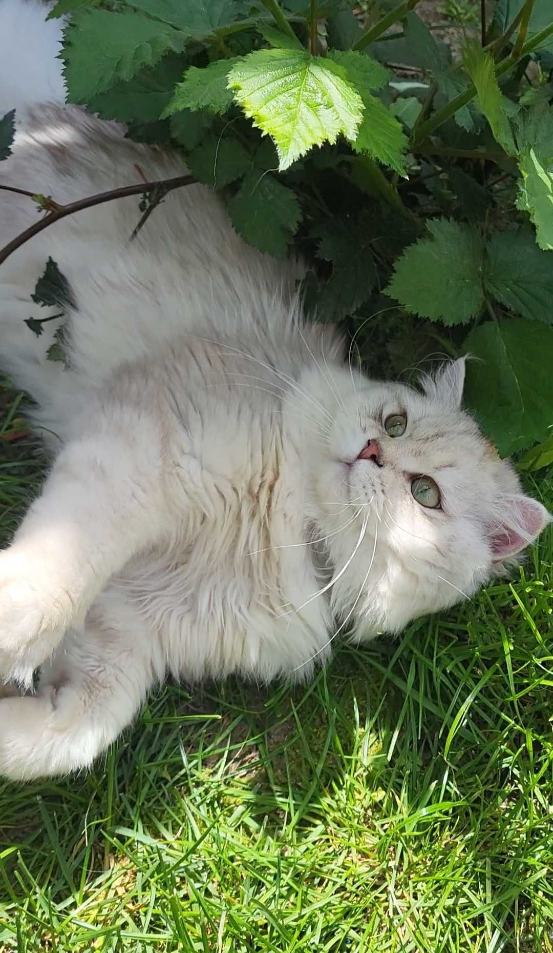 British longhair poze reale