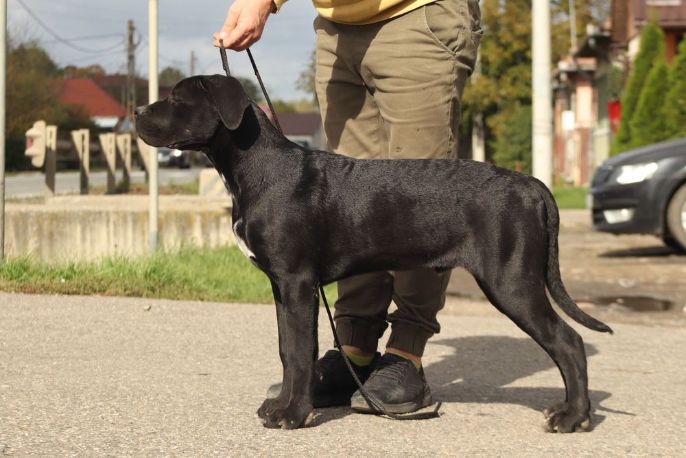 Mascul Cane Corso – 5 luni, cu pedigree