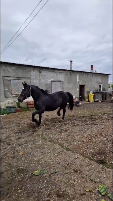 Iapa semigrea originală