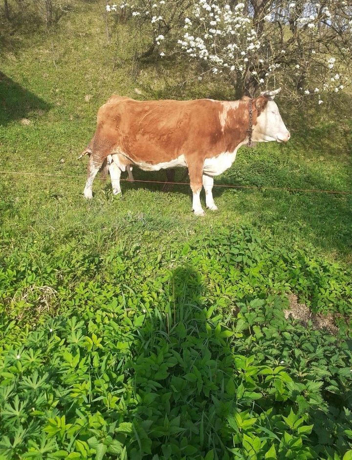 Vaci:Bălțată Românească