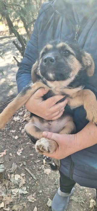 Отдам щенков в хорошем ручки