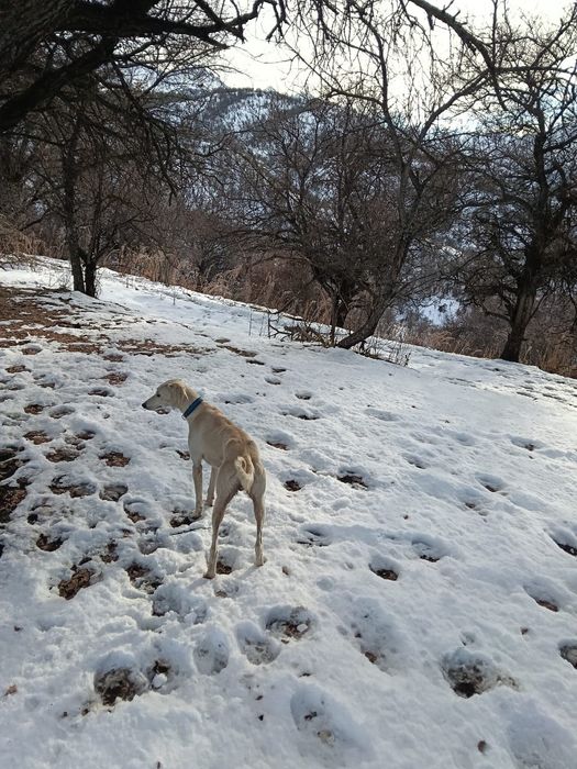 Тазы сатылады еркек