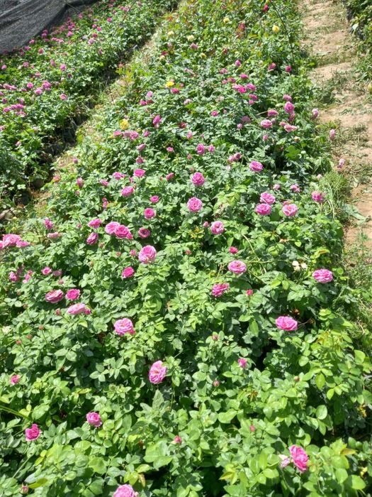 Атиргул кочатлари