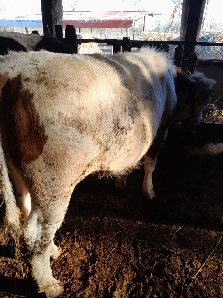 Vând vitele baltata romaneasca