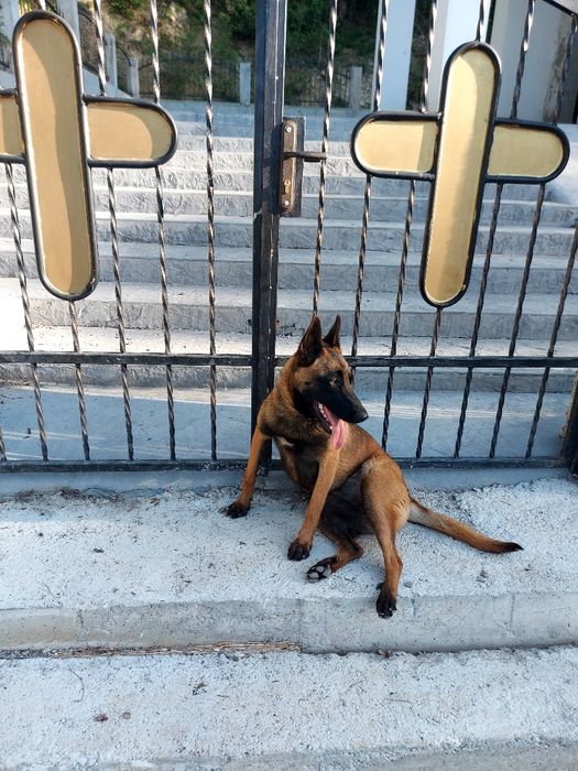 Белгийска овчарка 1г и4м Женскаес