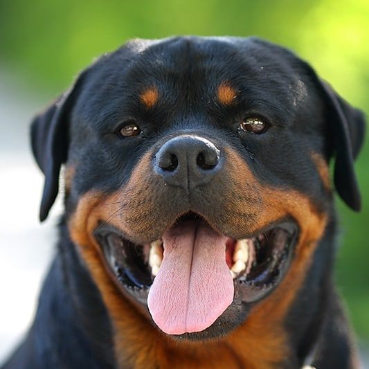 Ротвейлер. Вязка. Ждем невесту.