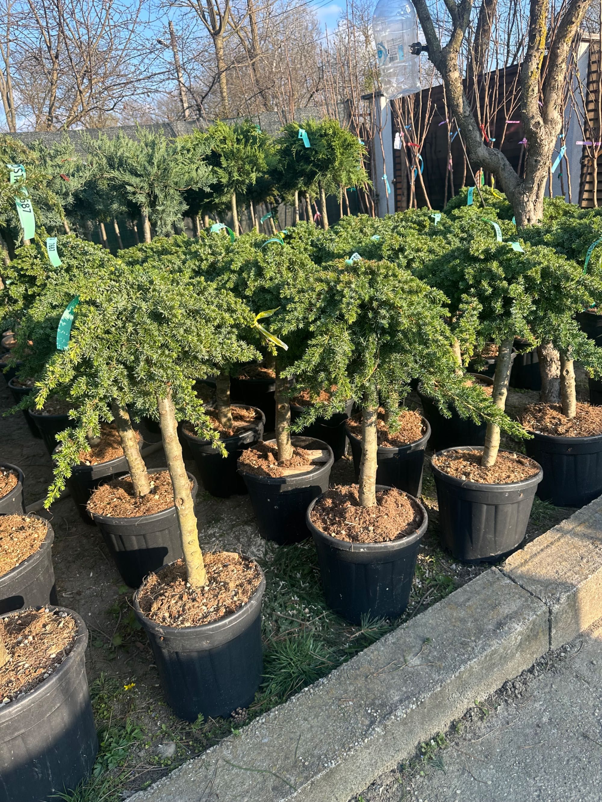 Ienupar blue pe pivot/verde/galben/tarator (Juniperus)