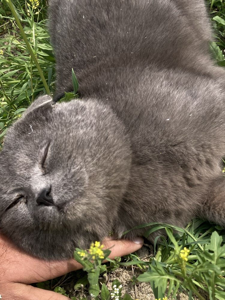 Scottish fold erkak