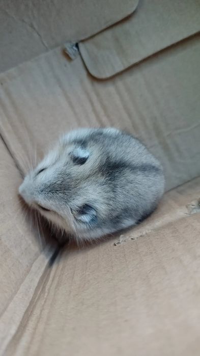Puiuț de hamster