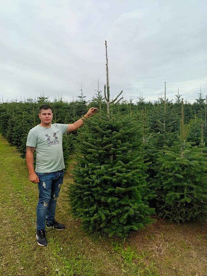 Vând brazi verzi pentru plantare