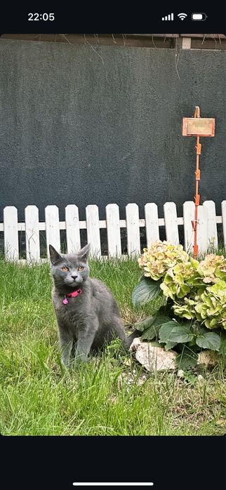 Pet Sitter Bucuresti/Ilfov