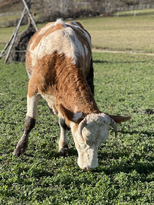 Vand juninca cu vitel se dau si separat